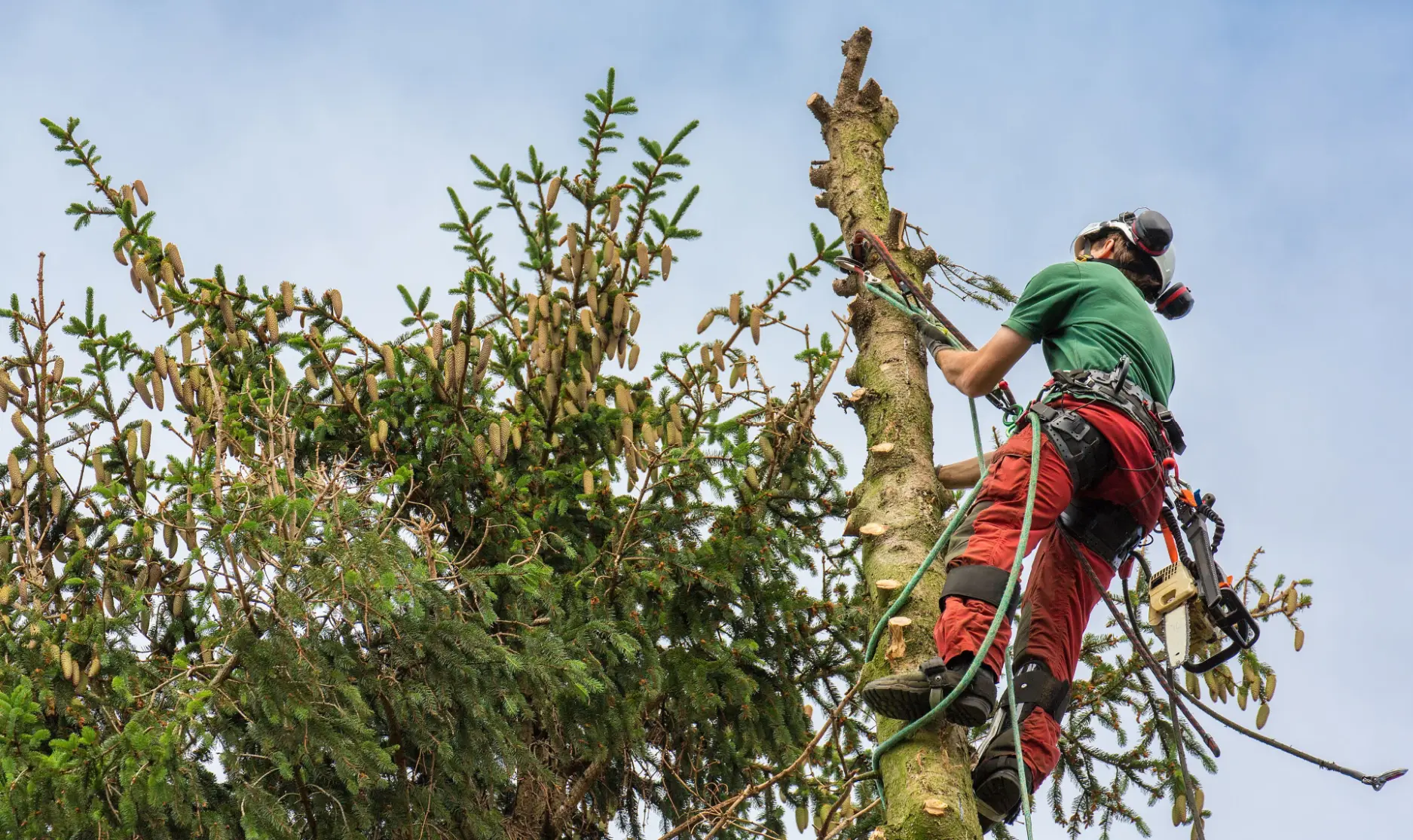 Tree Care
